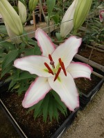 [4224 Hotline No02.JPG]